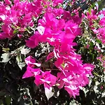 Rose Apartman *