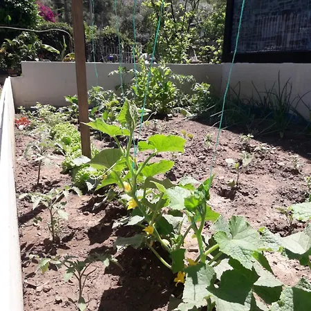 Rose Apartment Sarigerme