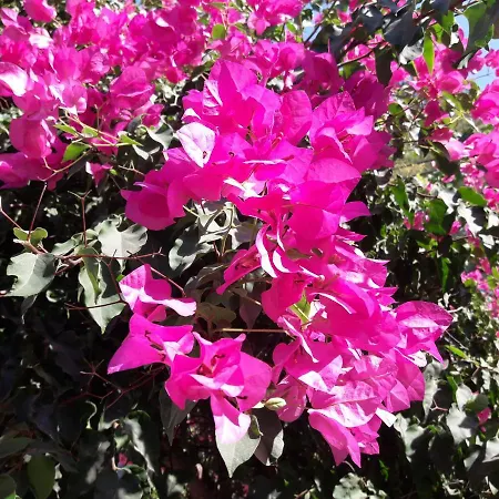 Rose شقة *