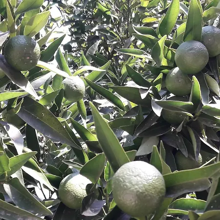 Rose 아파트 사리게르메