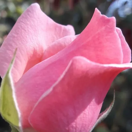 Rose شقة