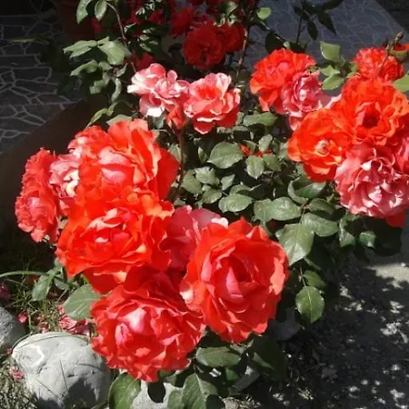 Rose * 사리게르메