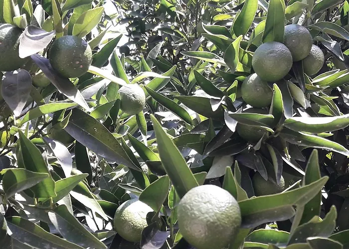 Rose Daire Sarıgerme